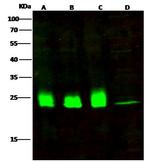 TPT1 Antibody in Western Blot (WB)