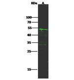beta Tubulin Antibody in Western Blot (WB)