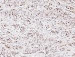 E6AP Antibody in Immunohistochemistry (Paraffin) (IHC (P))