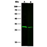 VAPB Antibody in Western Blot (WB)