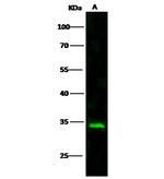 VSIG2 Antibody in Western Blot (WB)