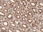 VSIG4 Antibody in Immunohistochemistry (Paraffin) (IHC (P))
