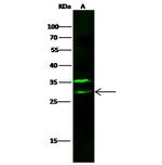 VTI1B Polyclonal Antibody