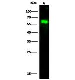 WTAP Polyclonal Antibody