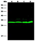 14-3-3 eta Polyclonal Antibody