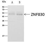 ZNF830 Antibody in Immunoprecipitation (IP)