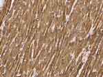 ERK3 Antibody in Immunohistochemistry (Paraffin) (IHC (P))
