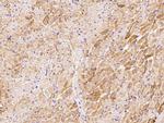 ERK3 Antibody in Immunohistochemistry (Paraffin) (IHC (P))