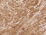 ERK3 Polyclonal Antibody