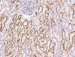 AIF1L Antibody in Immunohistochemistry (Paraffin) (IHC (P))