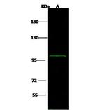 beta-1 Adaptin Polyclonal Antibody