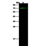 CNOT6 Polyclonal Antibody