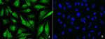 CBP Polyclonal Antibody