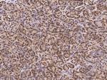 CSDC2 Antibody in Immunohistochemistry (Paraffin) (IHC (P))