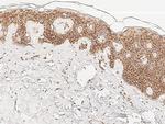 Cytochrome C Antibody in Immunohistochemistry (Paraffin) (IHC (P))