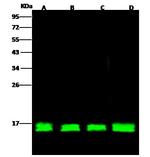 Cytochrome C Antibody in Western Blot (WB)
