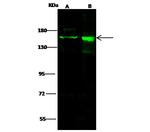 Drosha Polyclonal Antibody