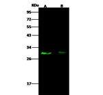 E2F5 Antibody in Western Blot (WB)