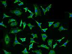 eIF4H Polyclonal Antibody