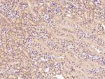 HuR Polyclonal Antibody