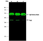 FRG1 Antibody in Immunoprecipitation (IP)