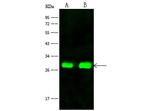 FRG1 Antibody in Western Blot (WB)