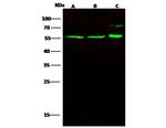 GATAD2A Polyclonal Antibody