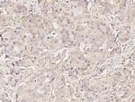GRASP55 Antibody in Immunohistochemistry (Paraffin) (IHC (P))