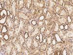 HIF1AN Antibody in Immunohistochemistry (Paraffin) (IHC (P))