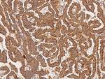 HIF1AN Antibody in Immunohistochemistry (Paraffin) (IHC (P))
