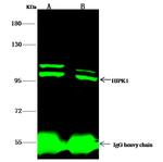 HIPK1 Antibody in Immunoprecipitation (IP)