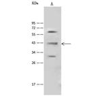 HOMER1 Polyclonal Antibody