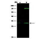 HOXB8 Polyclonal Antibody