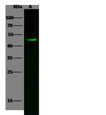 INHBB Antibody in Western Blot (WB)