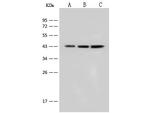 Cytokeratin 18 Antibody in Western Blot (WB)