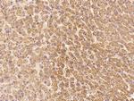 LIN52 Antibody in Immunohistochemistry (Paraffin) (IHC (P))