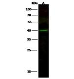 MEK3 Antibody in Western Blot (WB)
