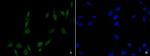 MiTF Polyclonal Antibody