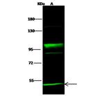 NEK10 Antibody in Western Blot (WB)