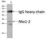 Nkx1.2 Antibody in Immunoprecipitation (IP)