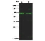 NR2F1 Antibody in Western Blot (WB)