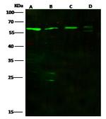 GCNF Antibody in Western Blot (WB)