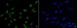 PLK1 Antibody in Immunocytochemistry (ICC/IF)