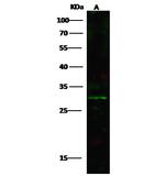 ARHE Polyclonal Antibody