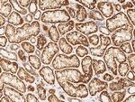 RNF11 Antibody in Immunohistochemistry (Paraffin) (IHC (P))