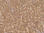 RNF11 Antibody in Immunohistochemistry (Paraffin) (IHC (P))