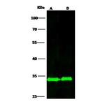 RPS3 Polyclonal Antibody