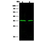 S6 Antibody in Western Blot (WB)
