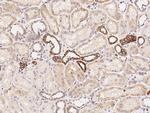SENP8 Antibody in Immunohistochemistry (Paraffin) (IHC (P))