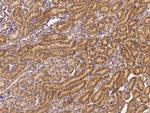 SENP8 Antibody in Immunohistochemistry (Paraffin) (IHC (P))